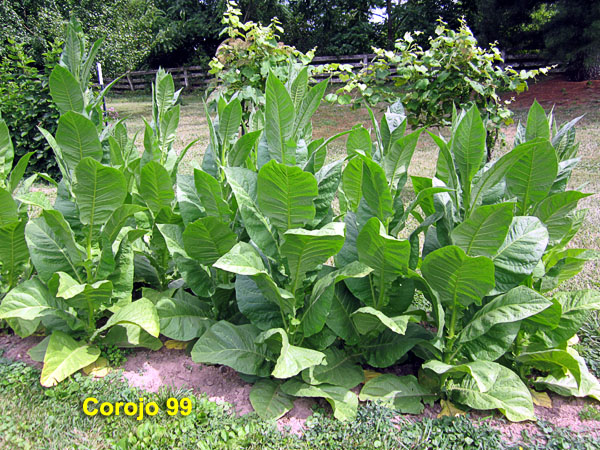 Garden20210708_5836_Corojo99_bed_600.jpg