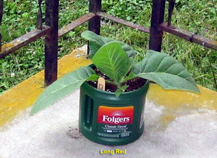 Garden20260618_7781_LongRed_pot_da13_700.jpg