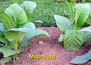 Garden20130628_730_Moonlight_300.jpg