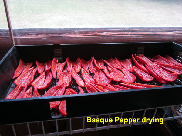 Garden20210814_5980_BasquePepper_drying_600.jpg