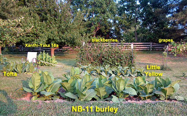 Garden20230617_7037_westernTobaccoBeds_600.jpg