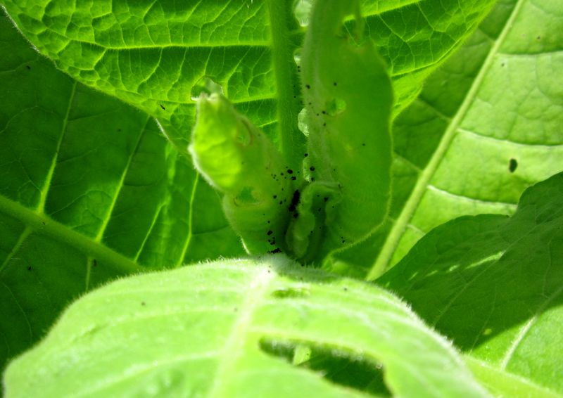 Garden20250702_7615_Lancaster_budCaterpillar_closeUp_800.jpg