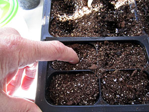 Garden20140314_1127_fingerDibble_300.jpg