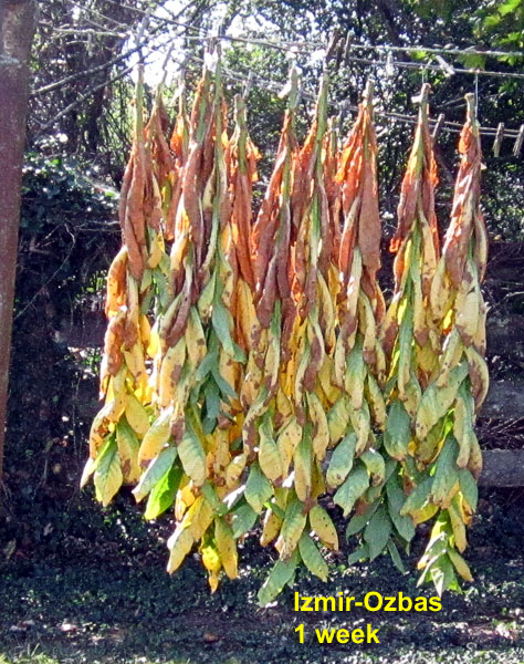 Garden20260904_7843_IzmirOzbas_sunCure_da7_600v.jpg