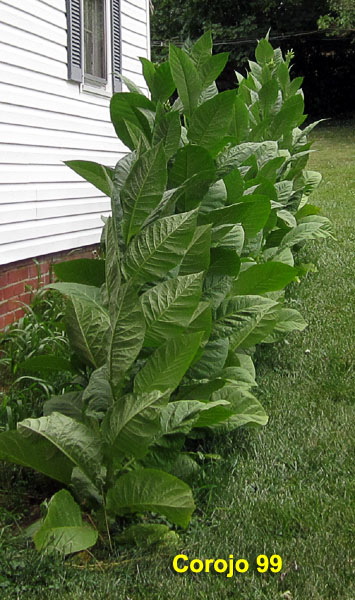 Garden20210718_5875_Corojo99_longBed_600v.jpg