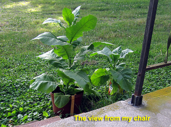 Garden20220629_6511_MachuPicchu_potted_porchView_600.jpg