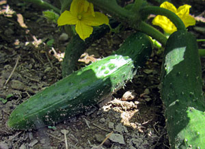 Garden20130622_702_cukes_300.jpg