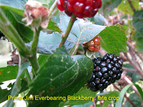 Garden20170925_3114_PrimeJimBlackberry_600.jpg