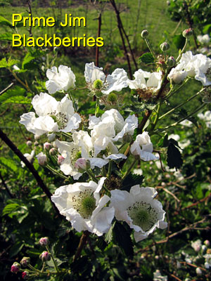 Garden20150515_1765_PrimeJimBlackberries_300.jpg