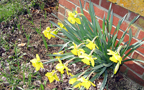 Garden20220324_6295_garlicBed_600.jpg
