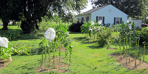 Garden20130816_905_entireBed_straight_500.jpg