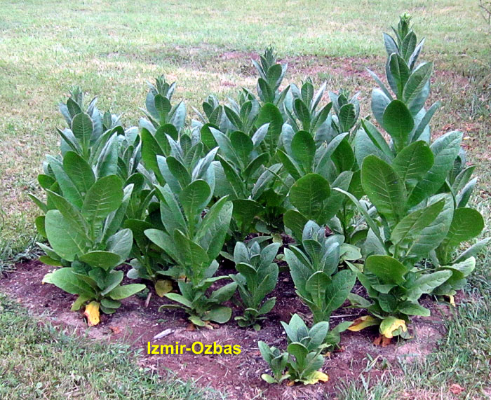 Garden20260720_7809_IzmirOzbas_bed_700.jpg