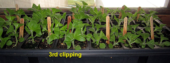 Garden20260505_7751_1020tray_3rdClipping_700.jpg