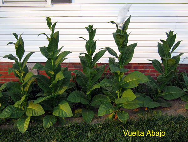 Garden20170711_2818_VueltaAbajo_plants_600.jpg