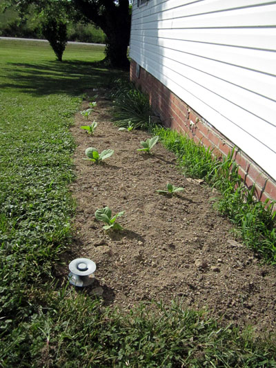Garden20140603_1198_FLSumatraBed_400.jpg
