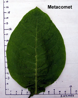 Garden20140922_1575_Metacomet_leafSize_300.jpg