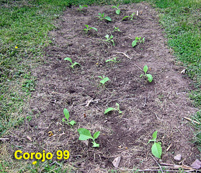 Garden20220513_6347_Corojo99_bed_400.jpg