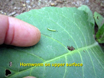 Garden20140624_1257_pestFest_hornwormOnTopSurface_400.jpg