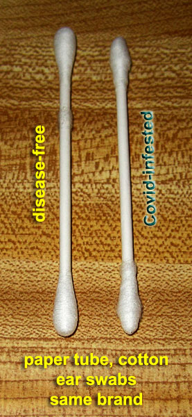 Garden20220124_6207_CovidQTips_600v.jpg