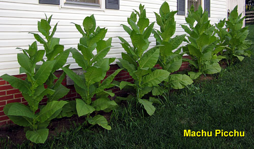Garden20130722_822_MachuPicchu_bedOblique_500.jpg