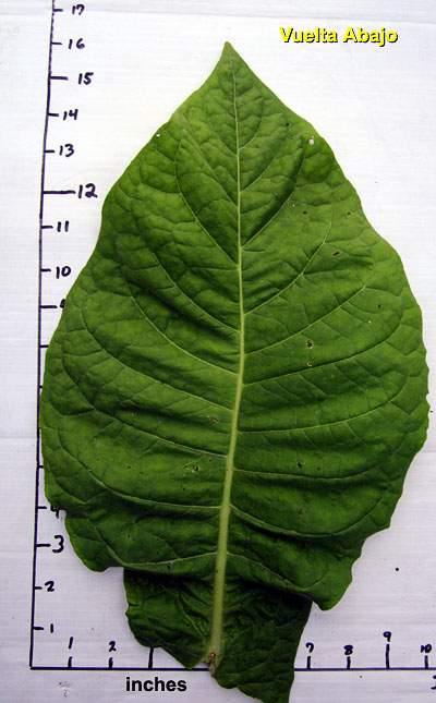 Garden20130730_854_VueltaAbajo_leafSize_400.jpg