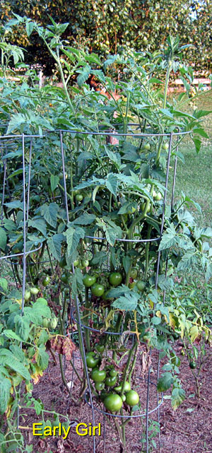 Garden20170711_2824_EarlyGirlTomato_300.jpg