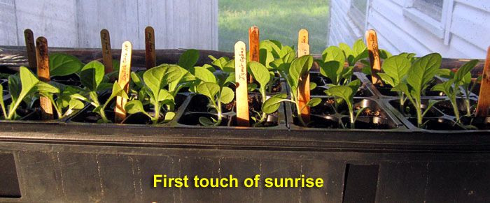 Garden20260424_7747_1020tray_sunrise_700.jpg