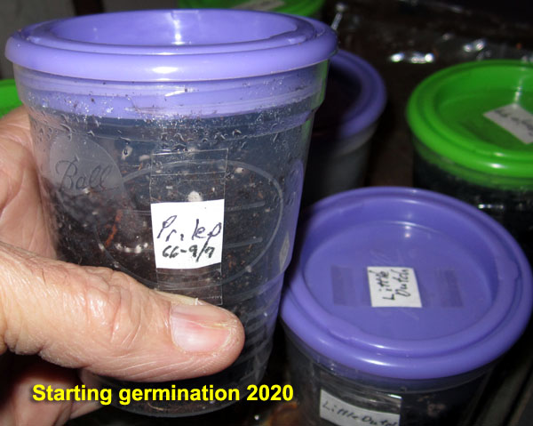 Garden20200323_4982_startingGermination_600.jpg