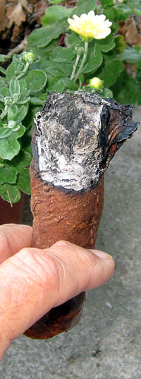 Garden20200805_5334_cigar_dogRocket_200v.jpg