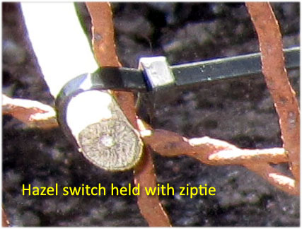 Garden20180317_3462_peaPatch_zipTie_427.jpg