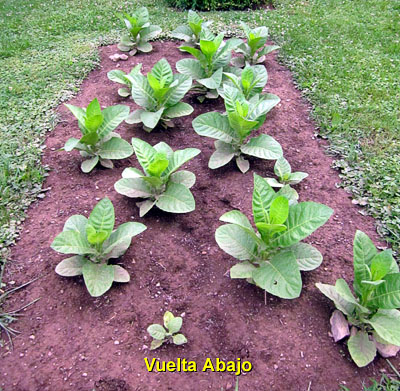 Garden20140621_1241_VueltaAbajo_bed_400.jpg