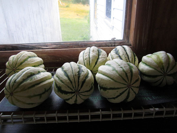 Garden20210716_5861_DelicataSquash_curing_600.jpg