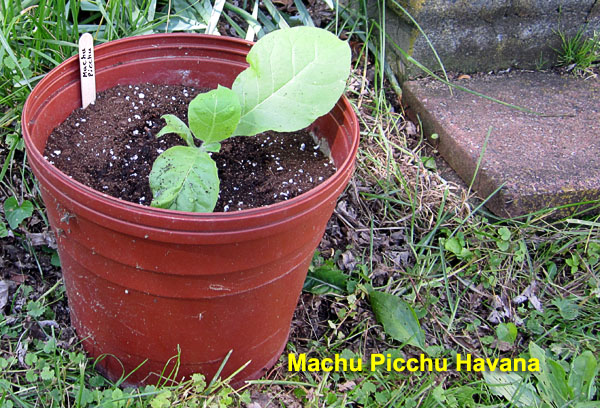Garden20220518_6352_MachuPicchu_potted_600.jpg
