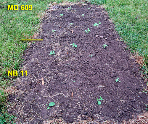 Garden20210517_5703_MD609_NB11_bed_500a.jpg