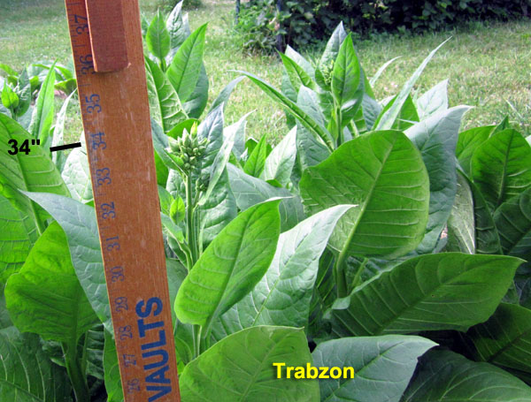 Garden20210627_5806_Trabzon_buddingHeight_600.jpg
