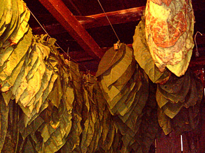 Garden_20110827_03_hangingLeaf_400.jpg