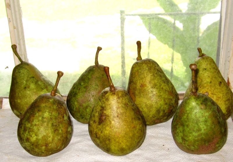 Garden20250907_7665_pearHarvest_800.jpg