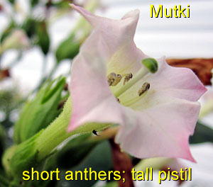 Garden20120830_467_Mutki_tallPistil_300.jpg