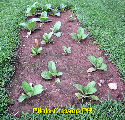 Garden20170616_2727_PilotoCubano_bed_400.jpg