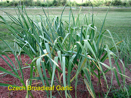 Garden20170612_2710_CzechBroadleafGarlic_500.jpg