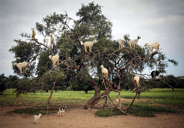 goatsInTree_Morocco.JPG