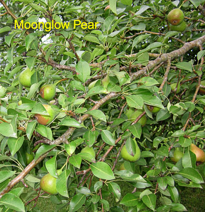 Garden20190620_4426_MoonglowPear_400.jpg