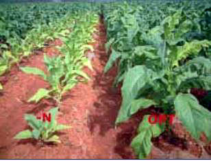 Fertilizer_MINUS_N.JPG