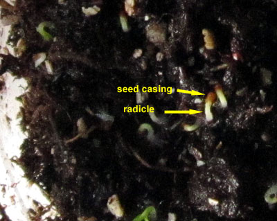 Garden20140314_1125_emergedRadicle_400.jpg