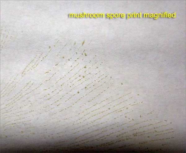 Garden20181010_3959_mushroom_sporePrint2_600.jpg