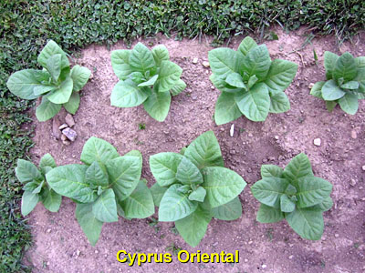 Garden20140616_1238_CyprusOriental_400.jpg