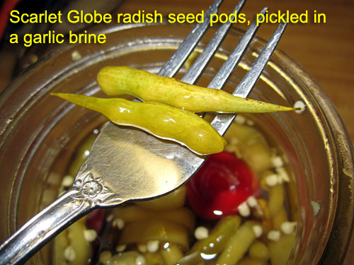 Garden20170919_3090_radishSeedPodPickles_500.jpg