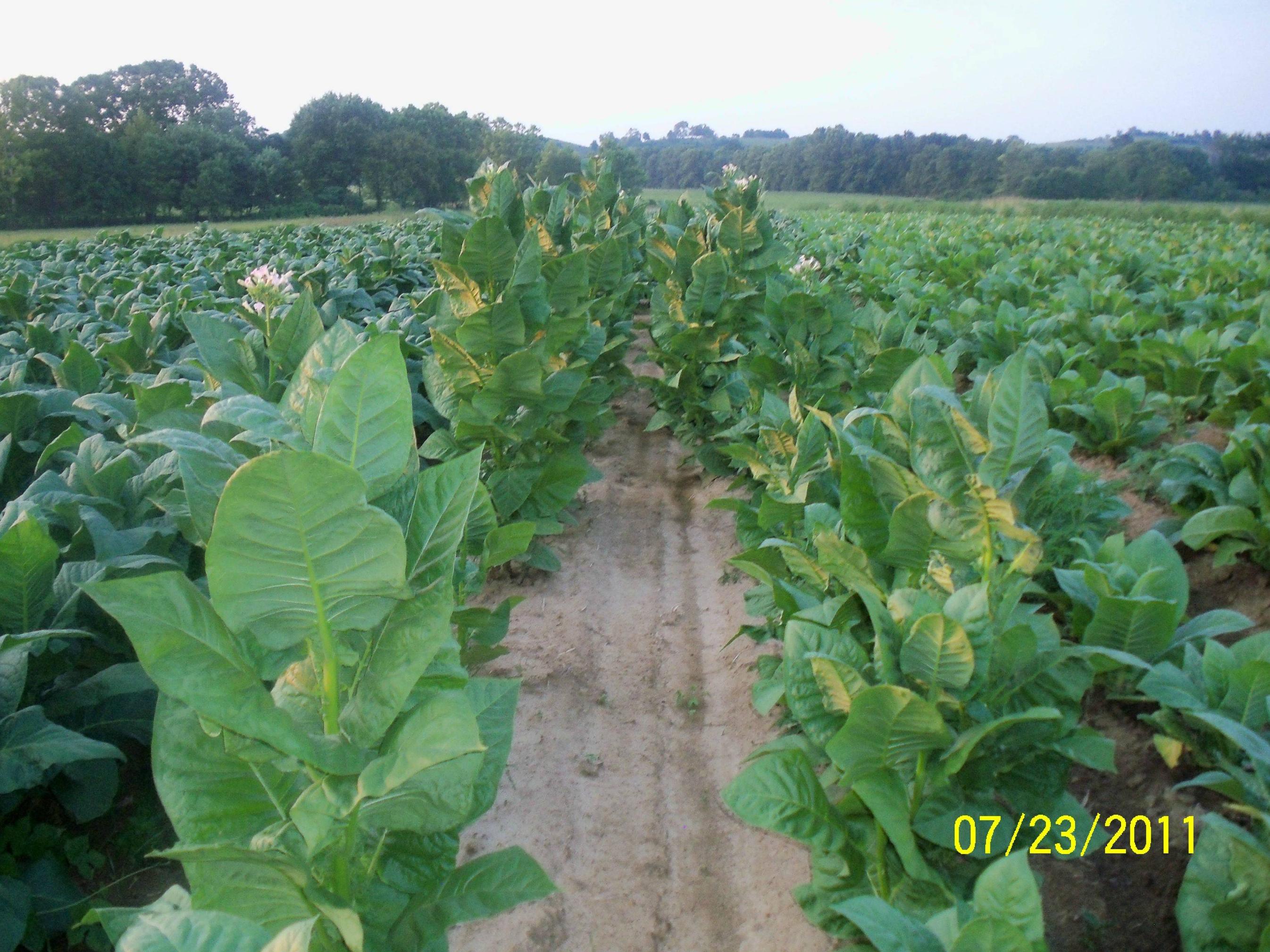 bursa tobacco Beginning Bursa blooming | Fair Trade Tobacco