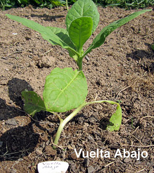 Garden20130603_658_Uncrook16da_VueltaAbajo_300.jpg