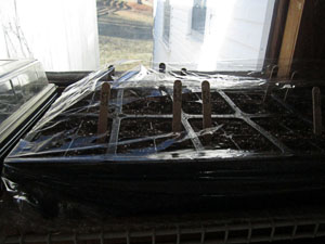 Garden20140314_1130_plasticWrapOnTray_300.jpg